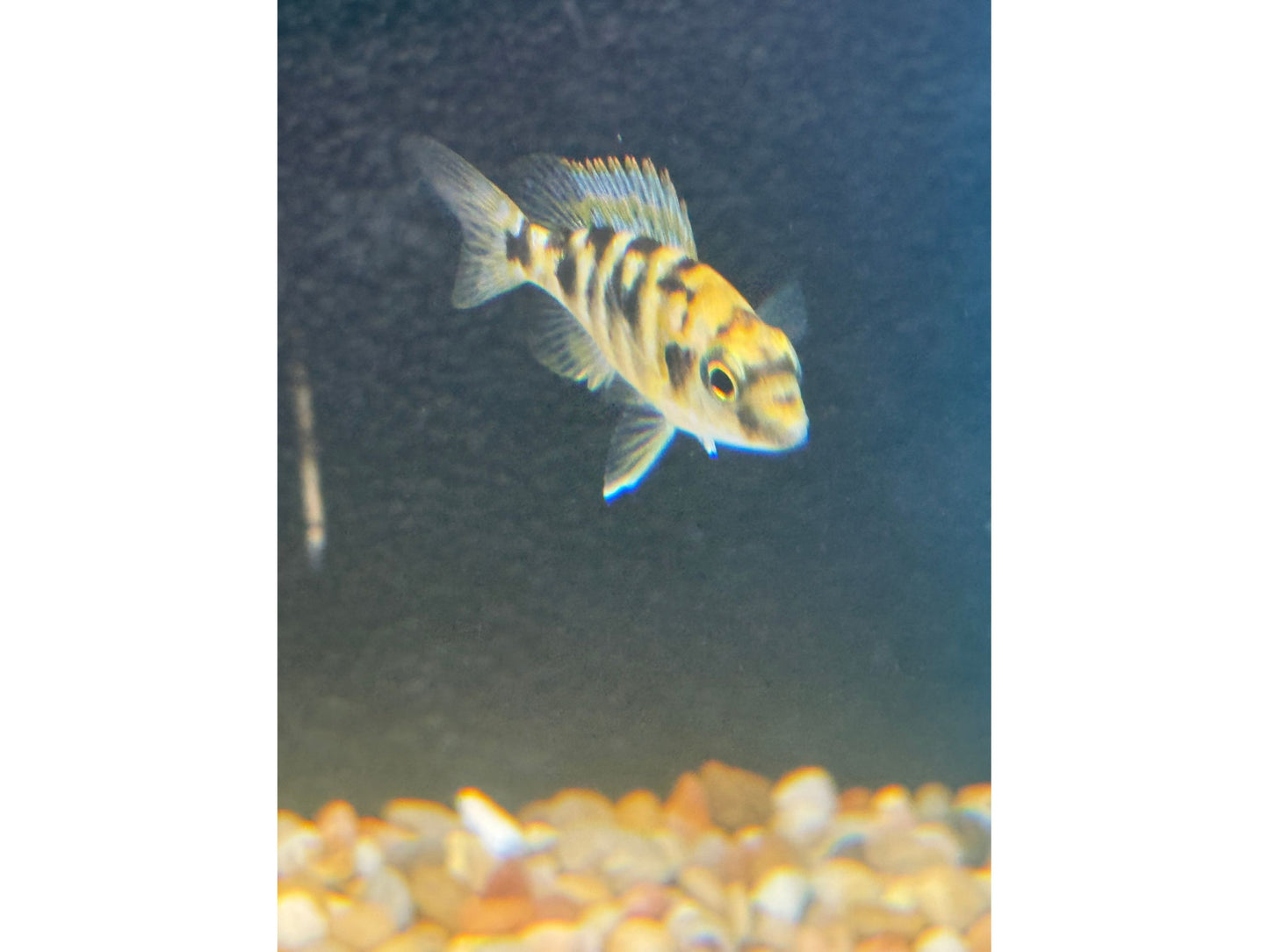 Haplochromis Milomo VC10 T203 Approx 2" (Placidochromis milomo)