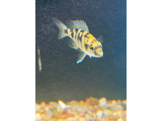 Haplochromis Milomo VC10  T203 Approx 2" (Placidochromis milomo)