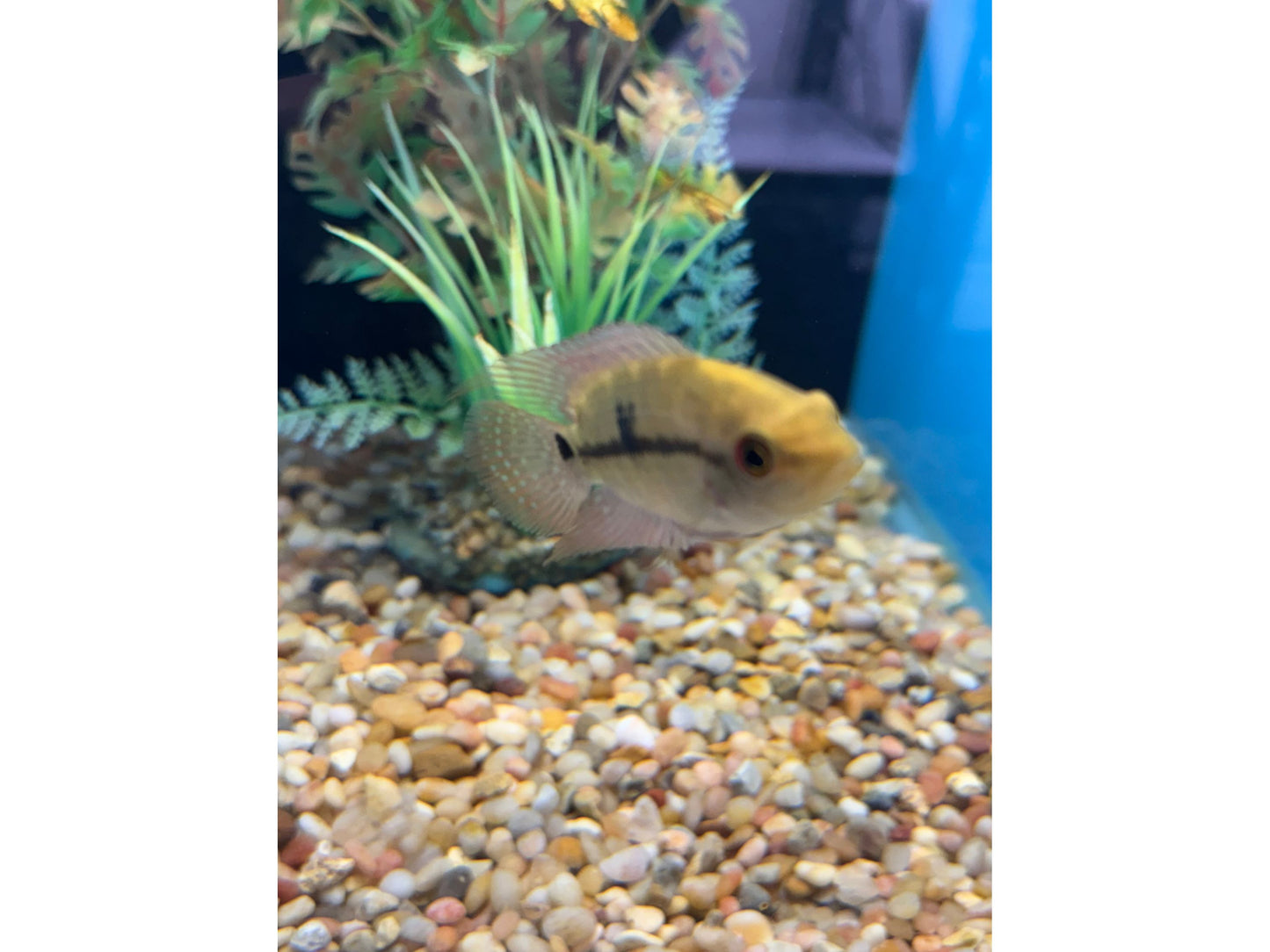 One Chocolate Cichlid Approx 2” T197 (Hypselecara Temporalis)