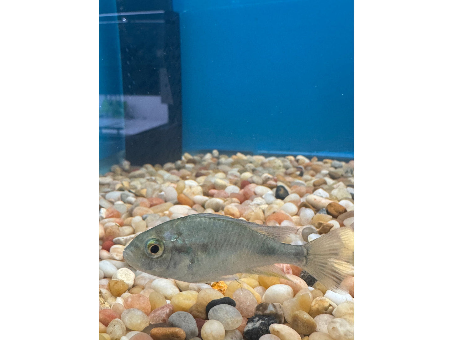 Haplochromis Ruby Green Cichlid Approx 2" T180 Juveniles