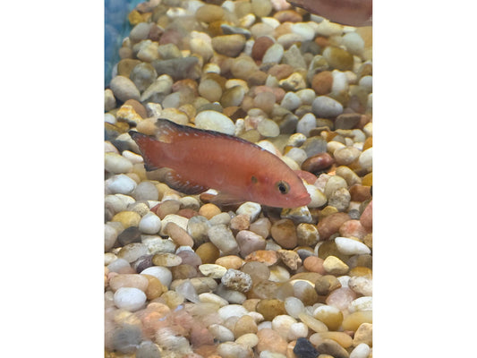 One Turkana Exsul Red Jewel Cichlid Approx 2"