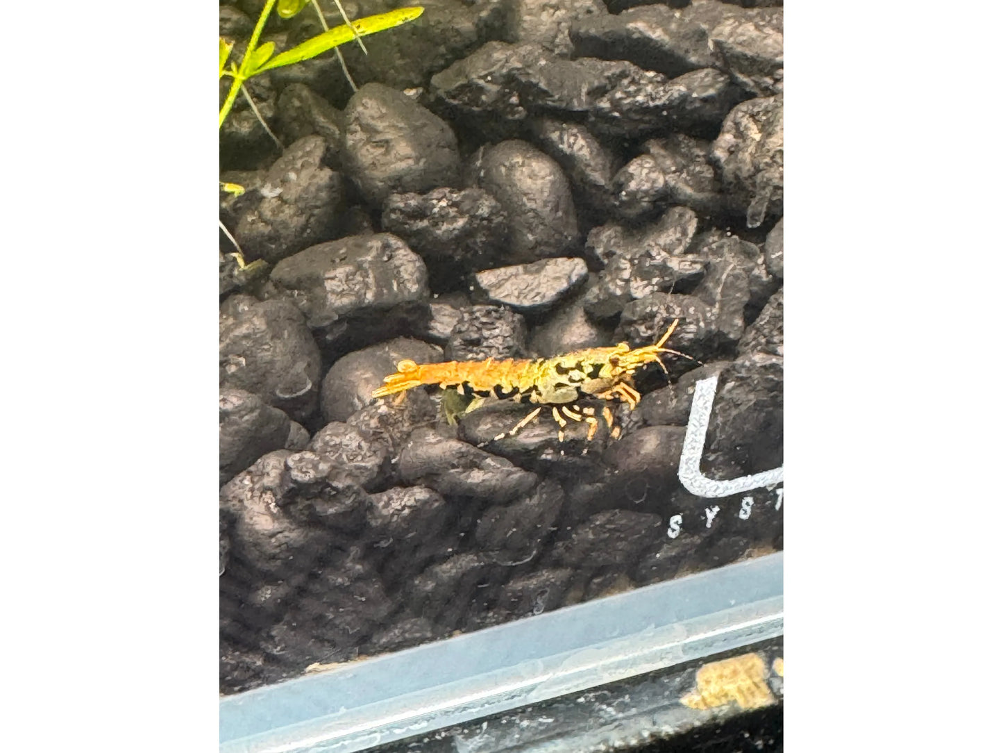 One Orange Boa Shrimp Caridina