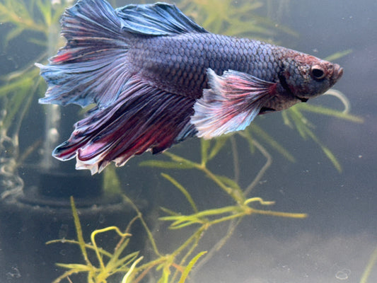 Dumbo Ear Super Delta Male Betta WYSWYG