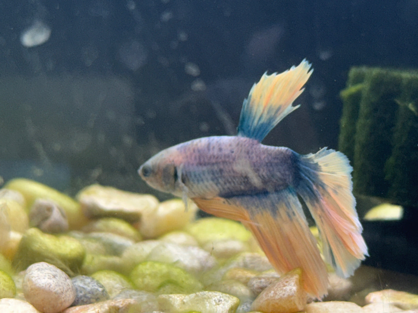 Halfmoon Neon Marble Male Betta WYSWYG