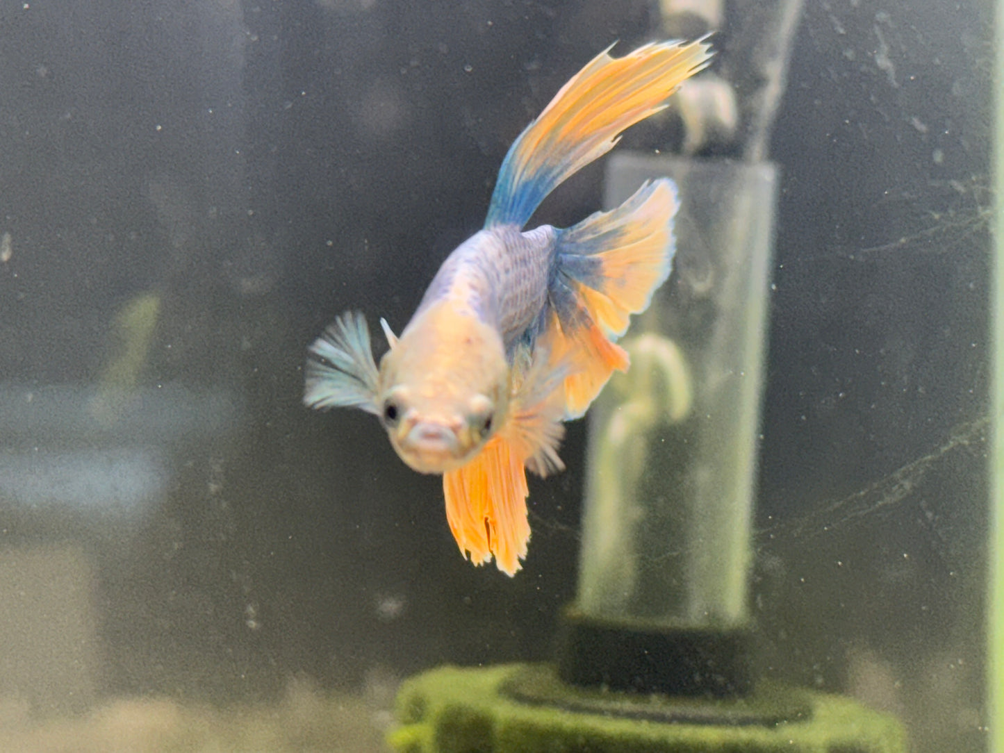 Halfmoon Neon Marble Male Betta WYSWYG