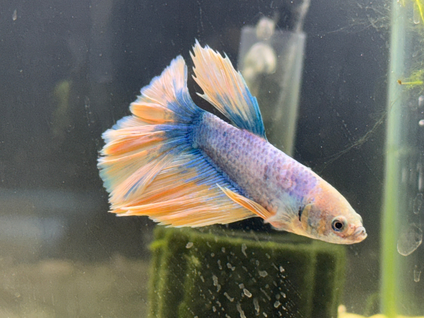 Halfmoon Neon Marble Male Betta WYSWYG