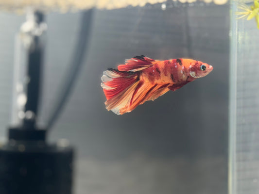 Halfmoon Candy Male Betta WYSWYG