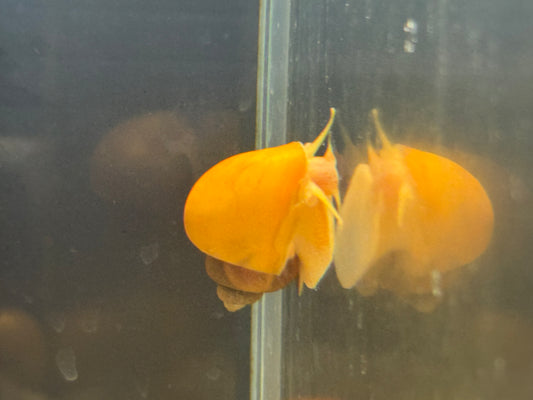 3 Gold Mystery Snails Shipping Included