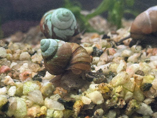 3 Trap Door Snails Freshwater Shipping Included
