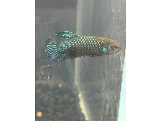 Female Mahachhaiensis Female Betta WYSWYG