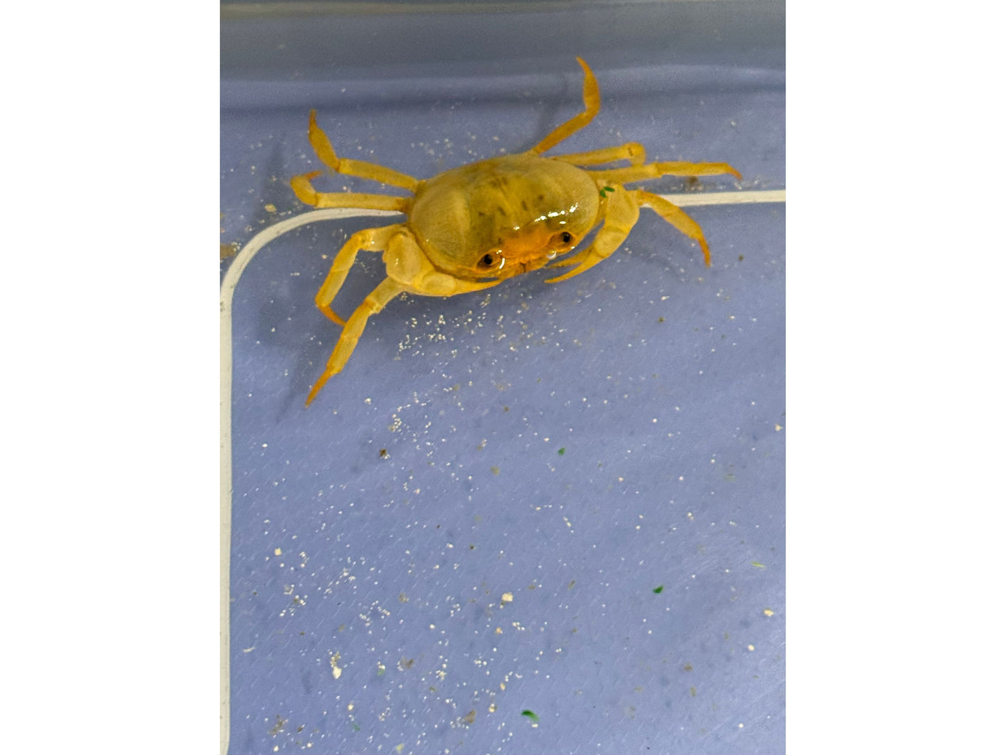 Banana Crab Approx 3-4”