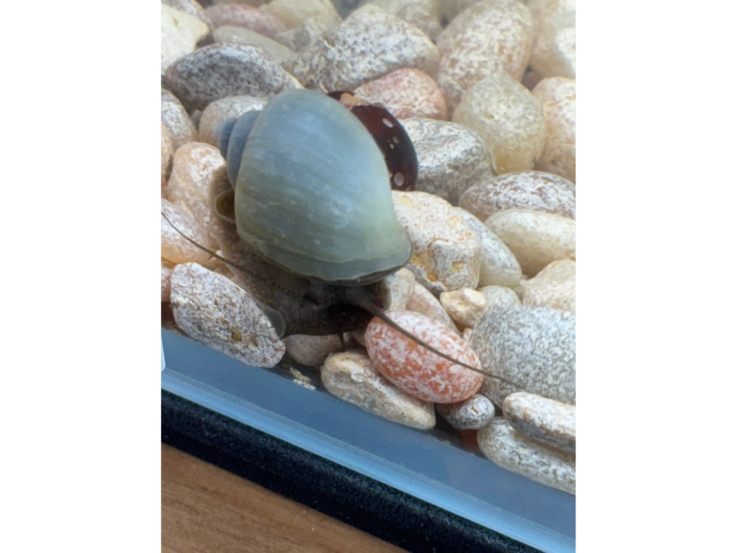 3 Blue Mystery Snails Shipping Included
