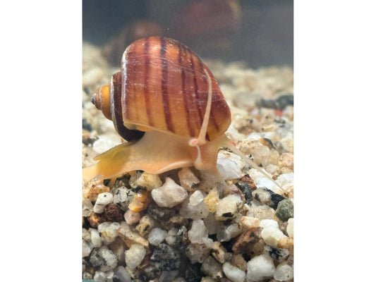3 Albino Mystery Snails Shipping Included