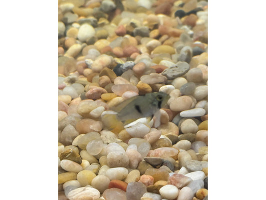 Dwarf Panduro Cichlid T-258 (Apistogramma panduro) Approx 1" (Copy)