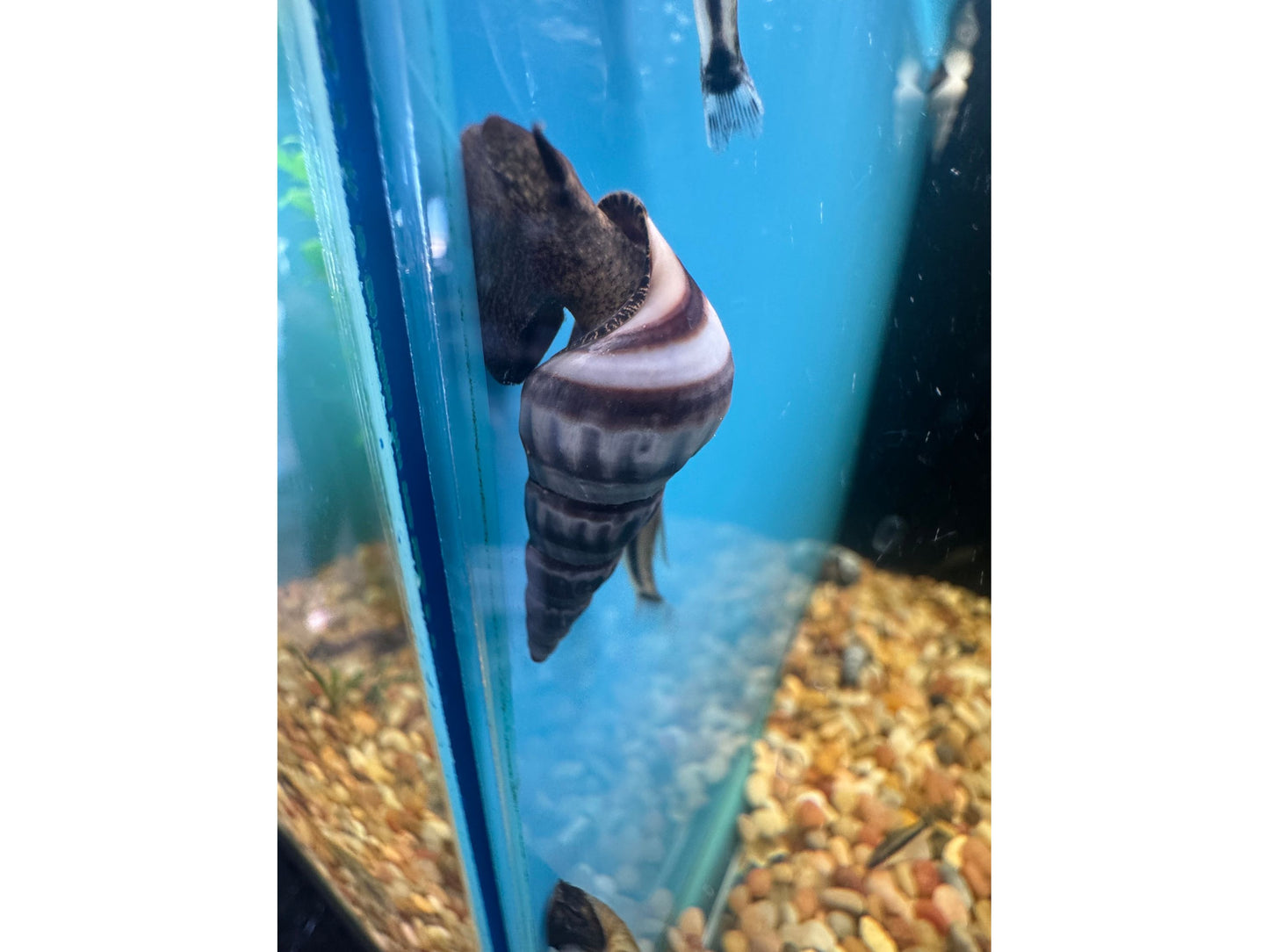 Giant Tower Cap Snail White