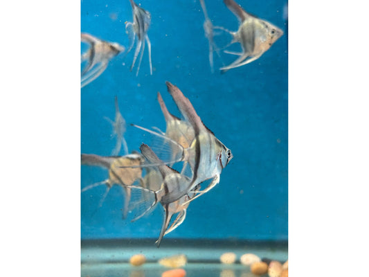 3 Peruvian Altum Angelfish Approx 1.5-2”