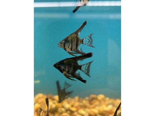 3 Black Angelfish Approx 1.5-2"