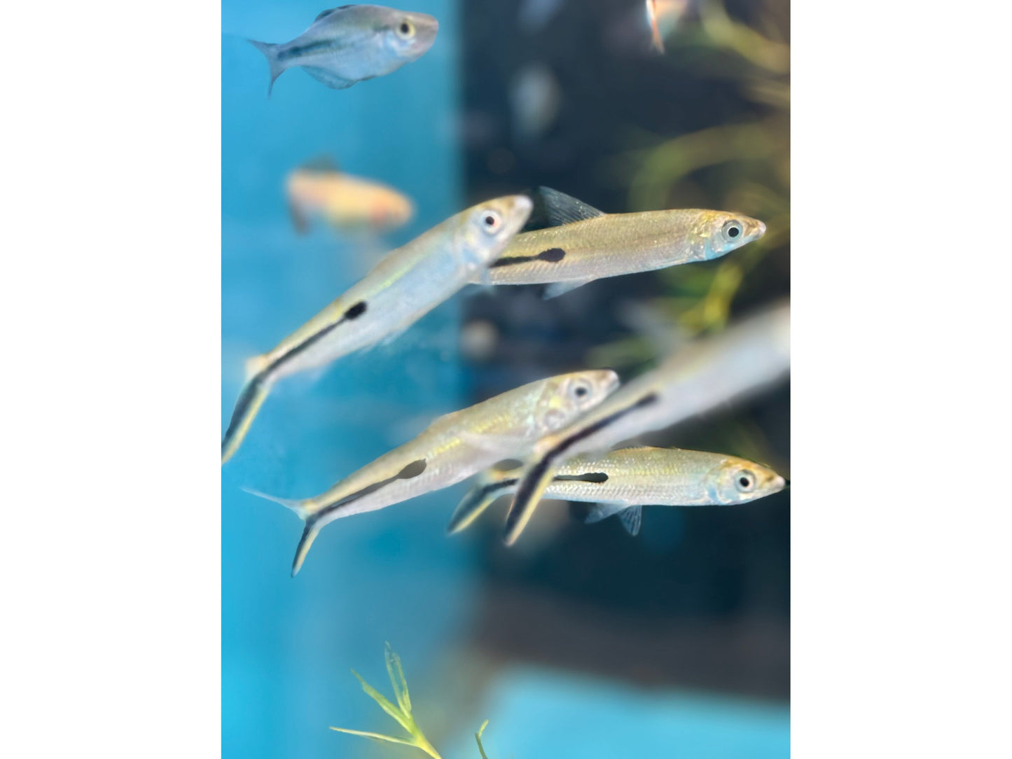 One Redtail Hemiodus Tetra