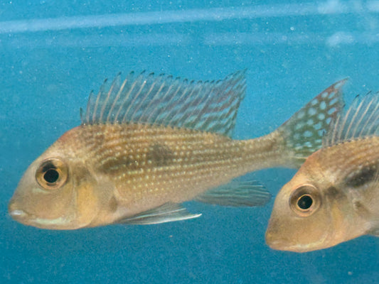 One Gurupi Eartheater Cichlid Approx 3" (Geophagus sp.) T183