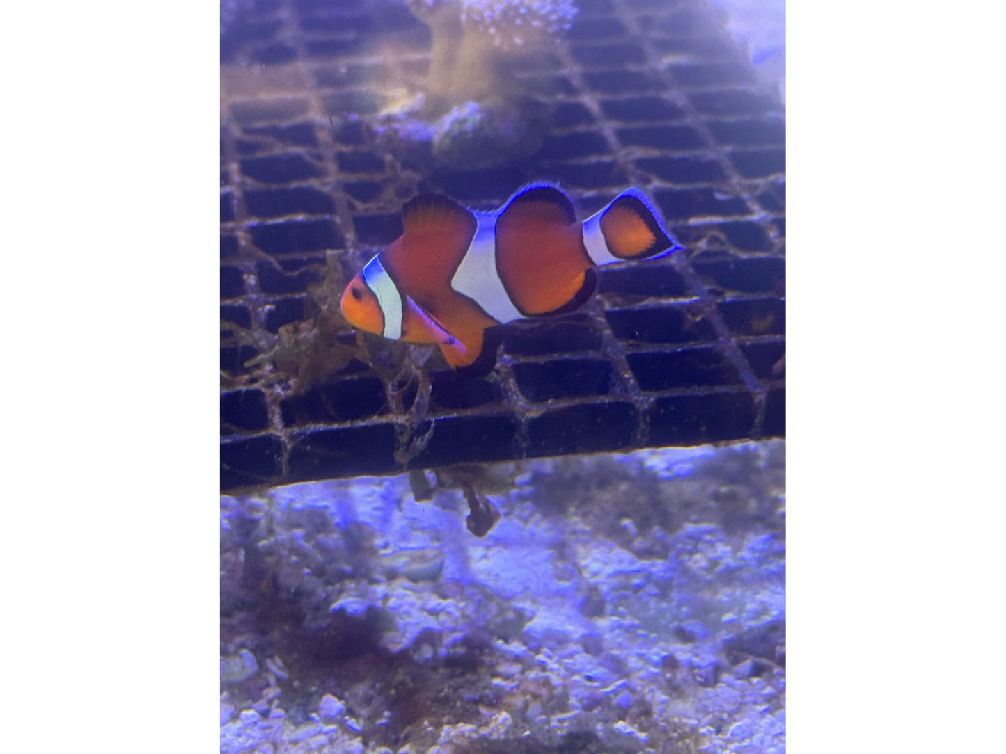 Percula Clownfish Captive Bred Approx 1.5-2”