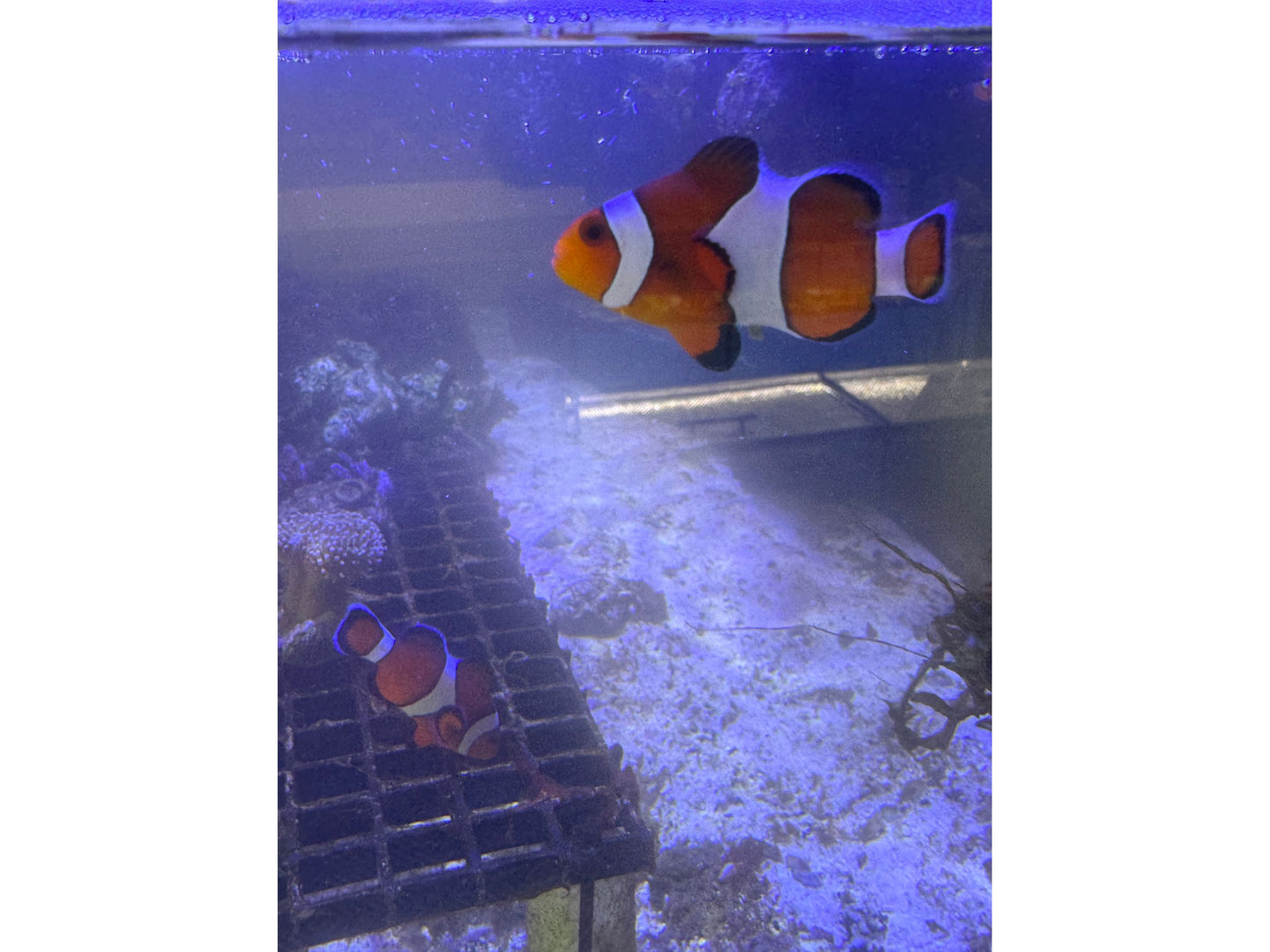 Percula Clownfish Captive Bred Approx 1.5-2”