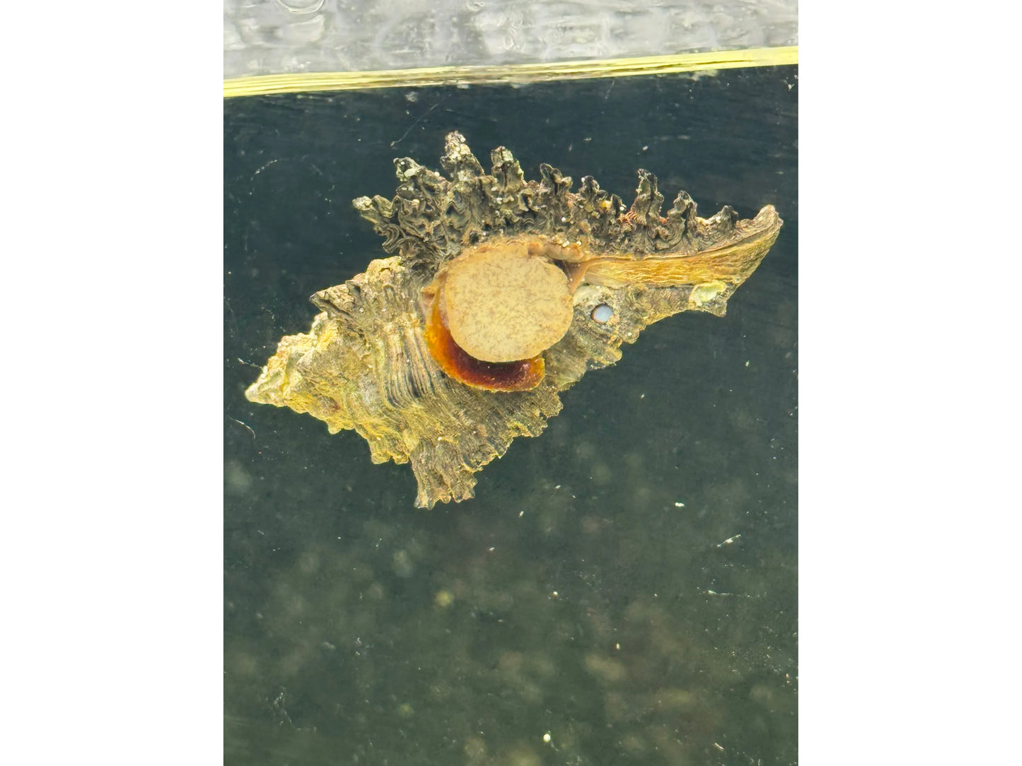 Flowery Lace Murex Snail