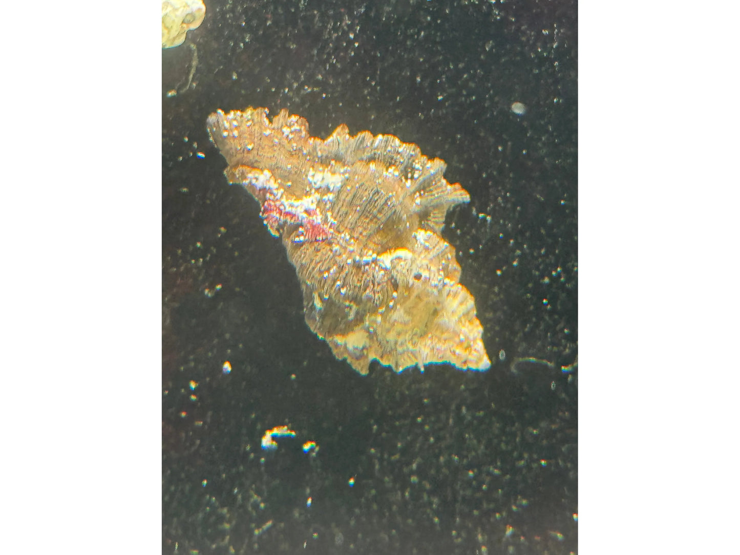 Flowery Lace Murex Snail