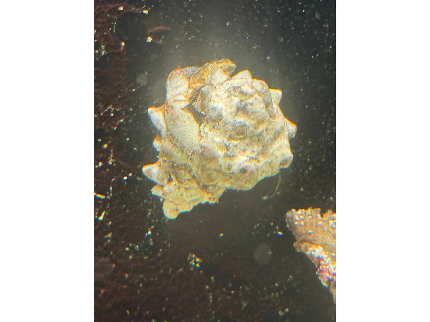 Flowery Lace Murex Snail