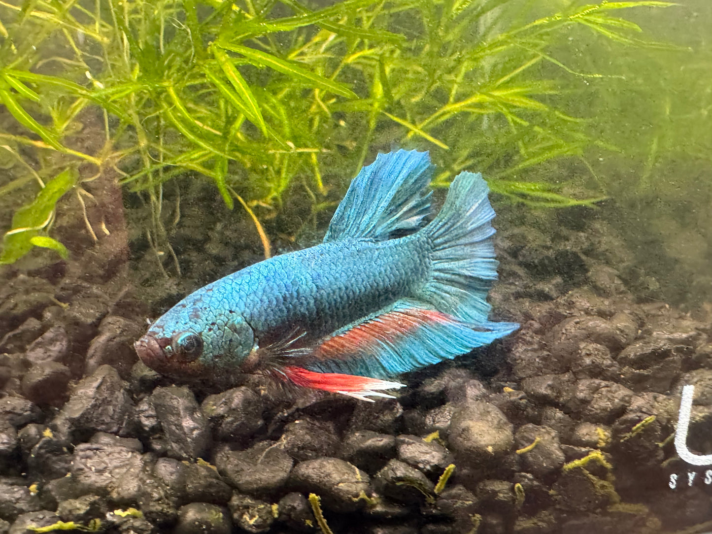 One Giant Male Betta WYSWYG