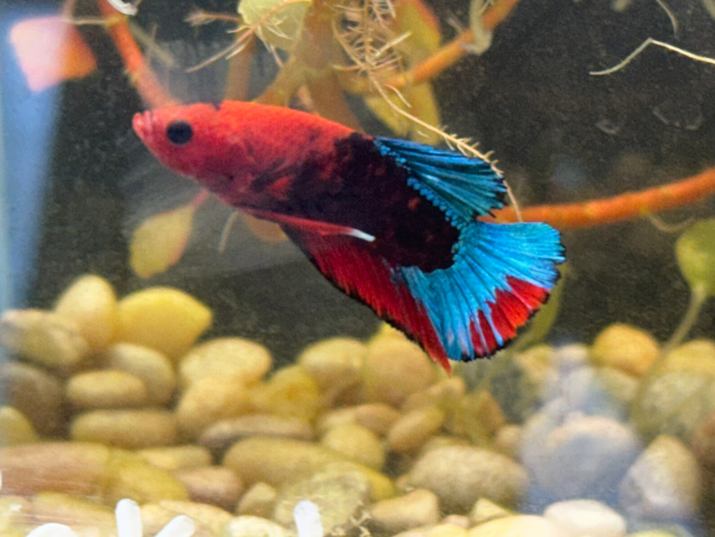 Male Betta Halfmoon Plakat Hellboy