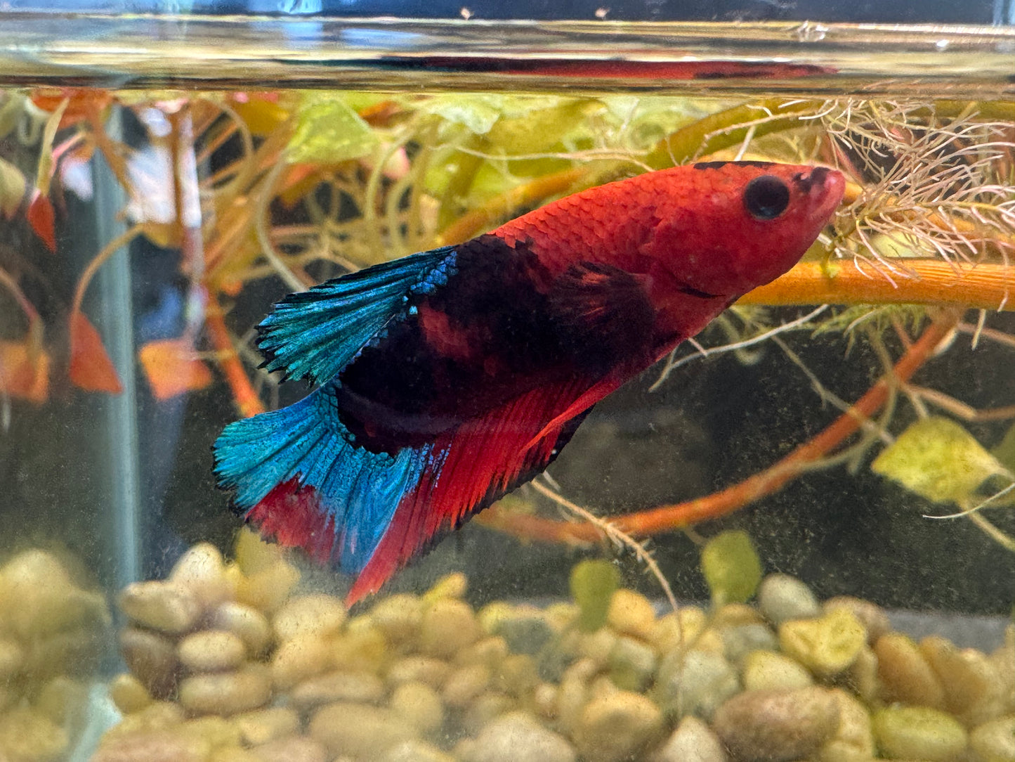 Male Betta Halfmoon Plakat Hellboy