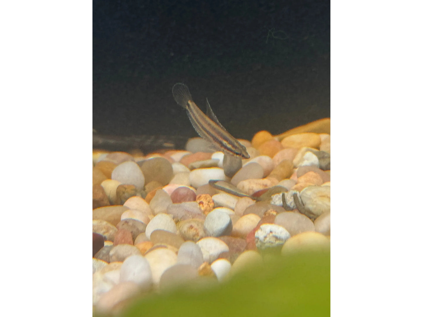 One Licorice Gourami Approx 1”