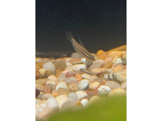 One Licorice Gourami Approx 1”