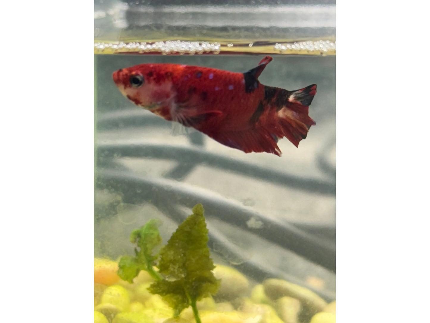 One Plakat Betta Male WYSWYG Approx 2.5"
