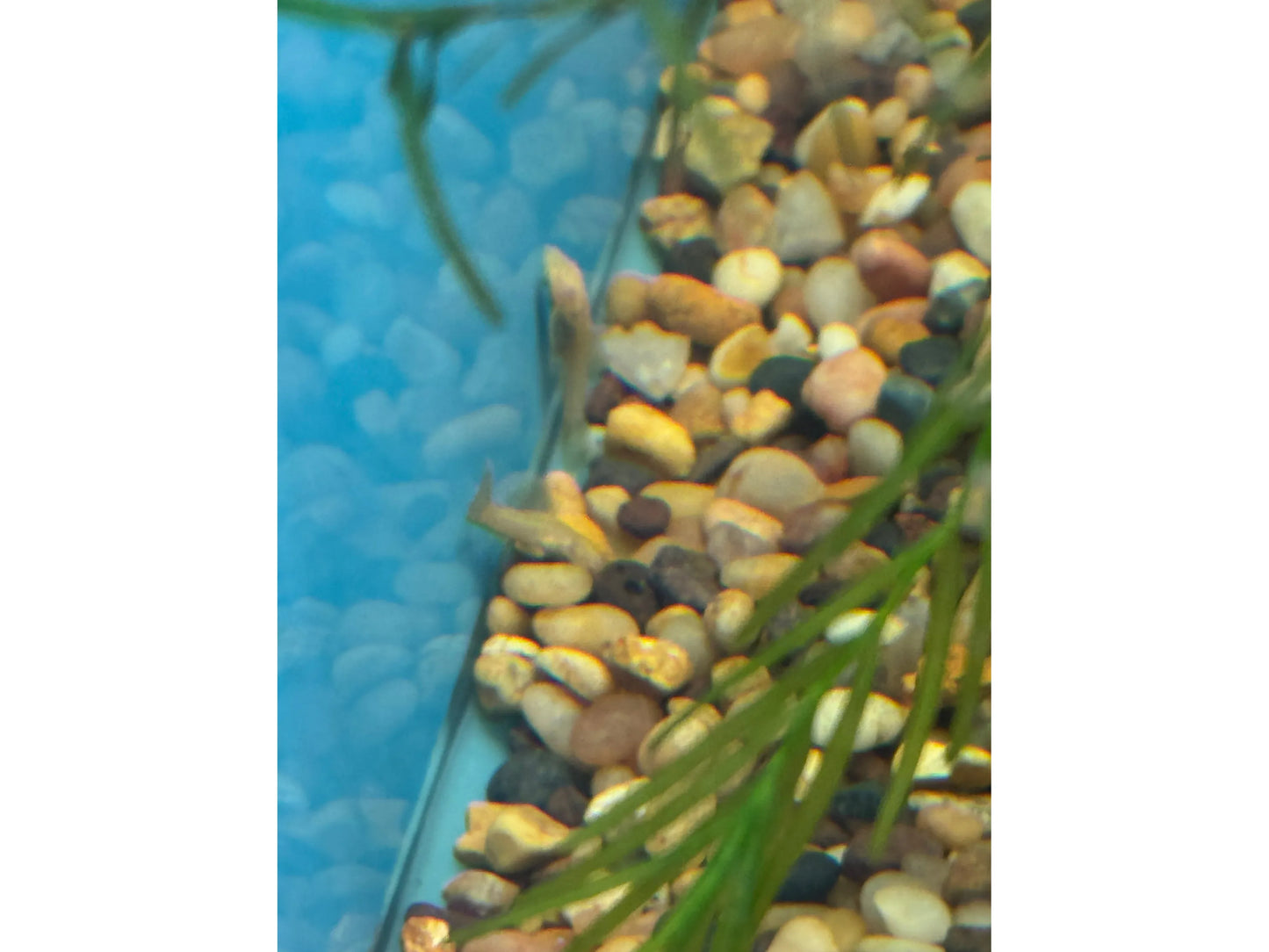 Bushy Nose Albino Gold Pleco Approx 1.5”