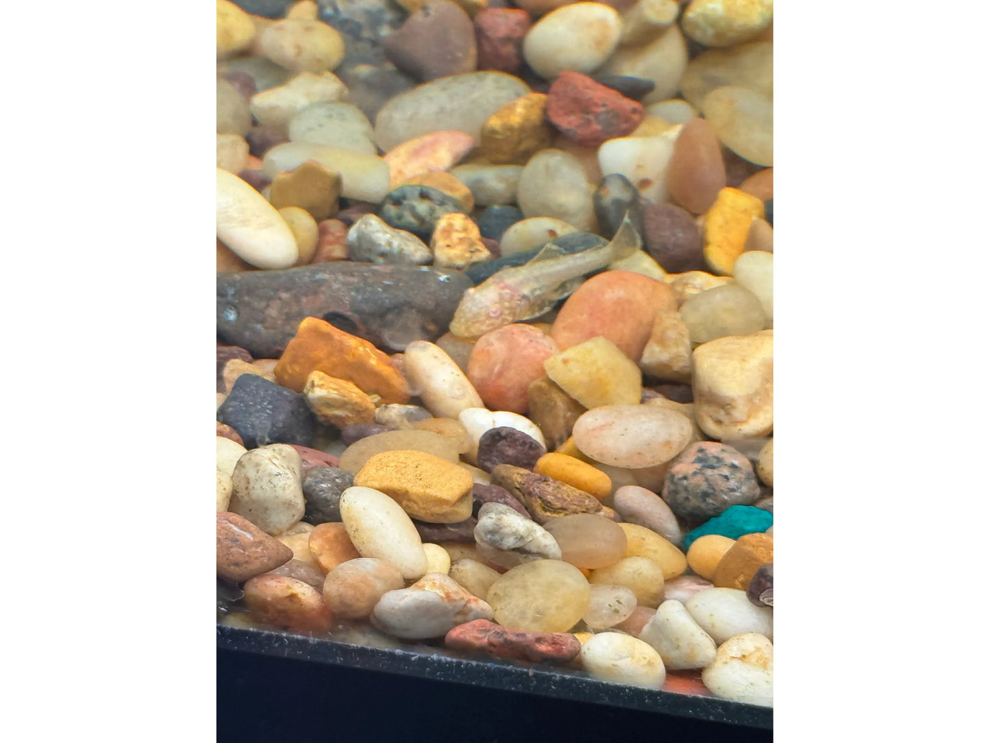 Bushy Nose Albino Gold Pleco Approx 1.5”