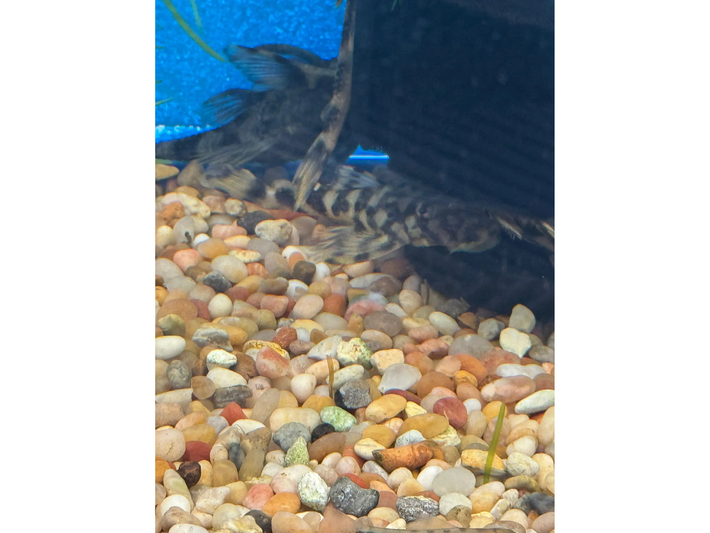 Butterfly Orinco Pleco L-168 T172