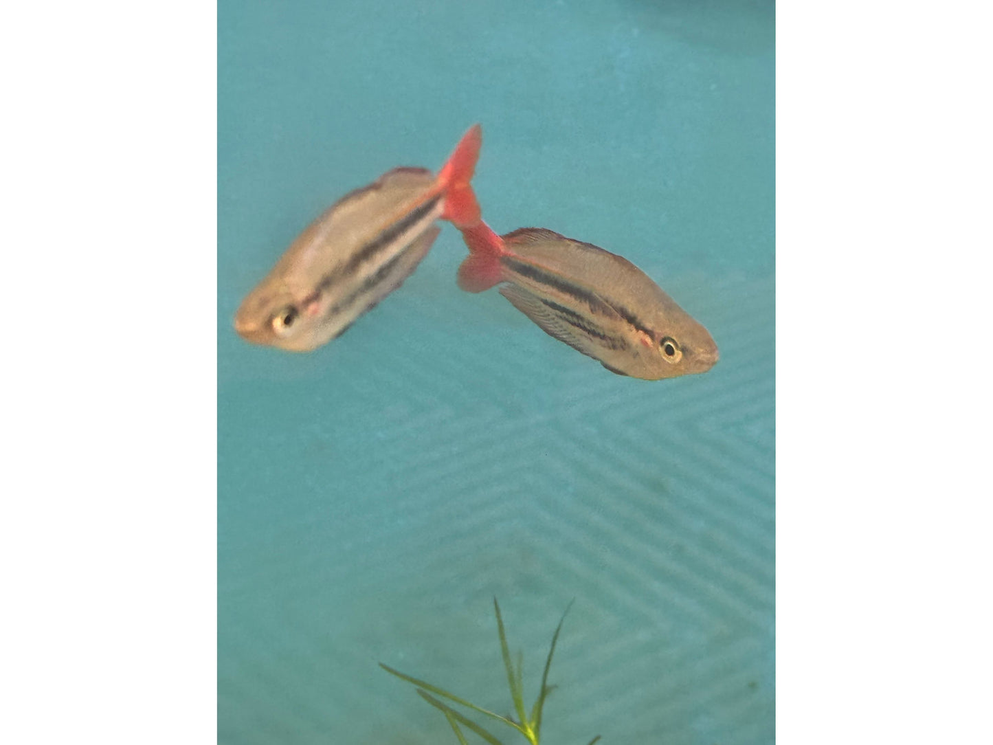 One Western Red Line Rainbow Fish T123 Approx 2”