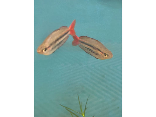 One Western Red Line Rainbow Fish T123 Approx 2”