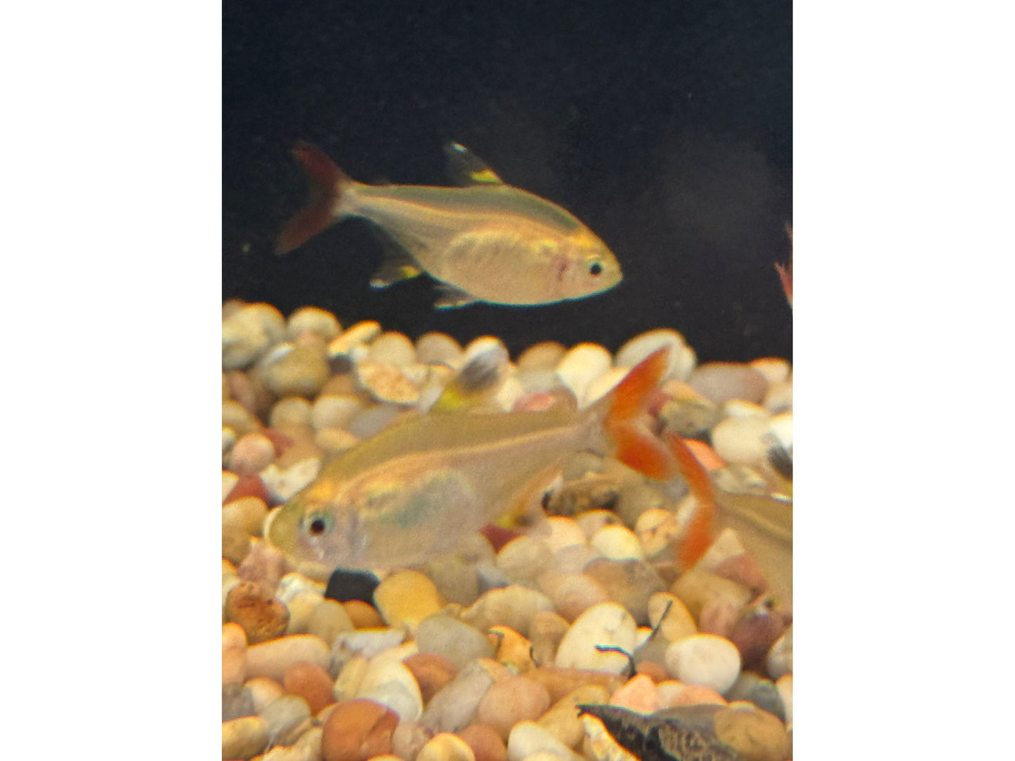 One Pristella Gold Tetra T128 Approx 1.5”