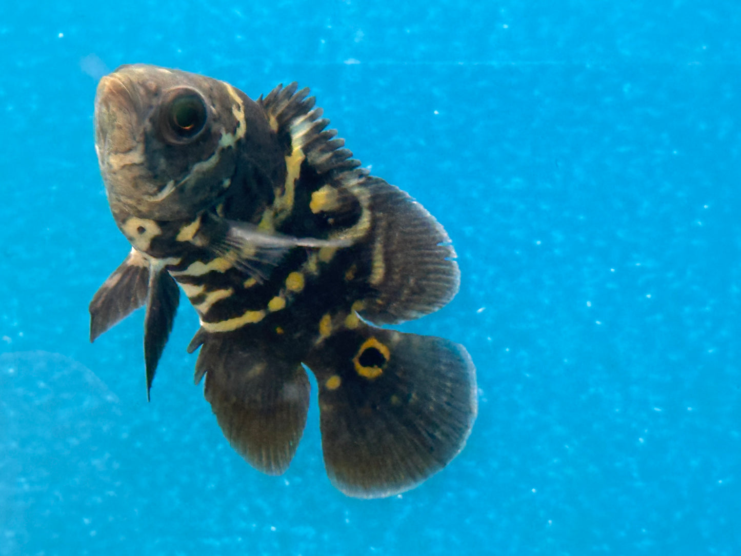 One Bumble Bee Oscar Approx 2.5-3"