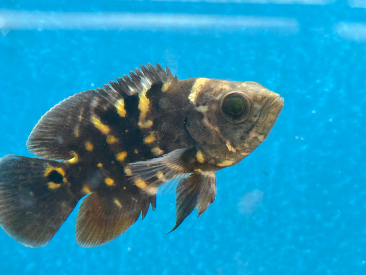 One Bumble Bee Oscar Approx 2.5-3"