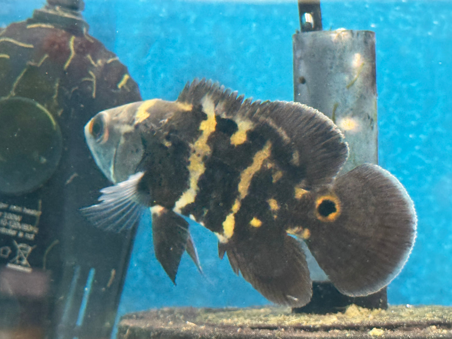 One Bumble Bee Oscar Approx 2.5-3"