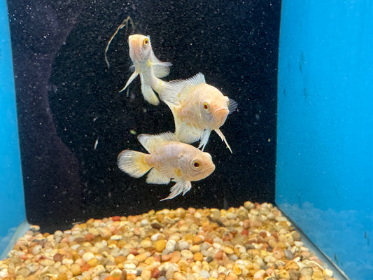 One Lemon Oscar Cichlid Approx 2-2.5"  T194
