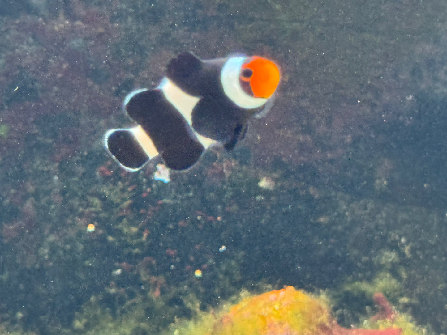 Black Ocellaris CB Clownfish WYSWYG