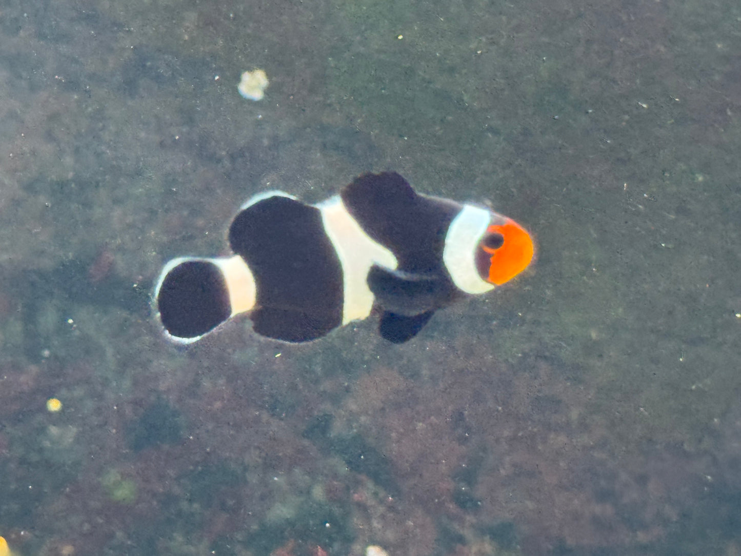 Black Ocellaris CB Clownfish WYSWYG