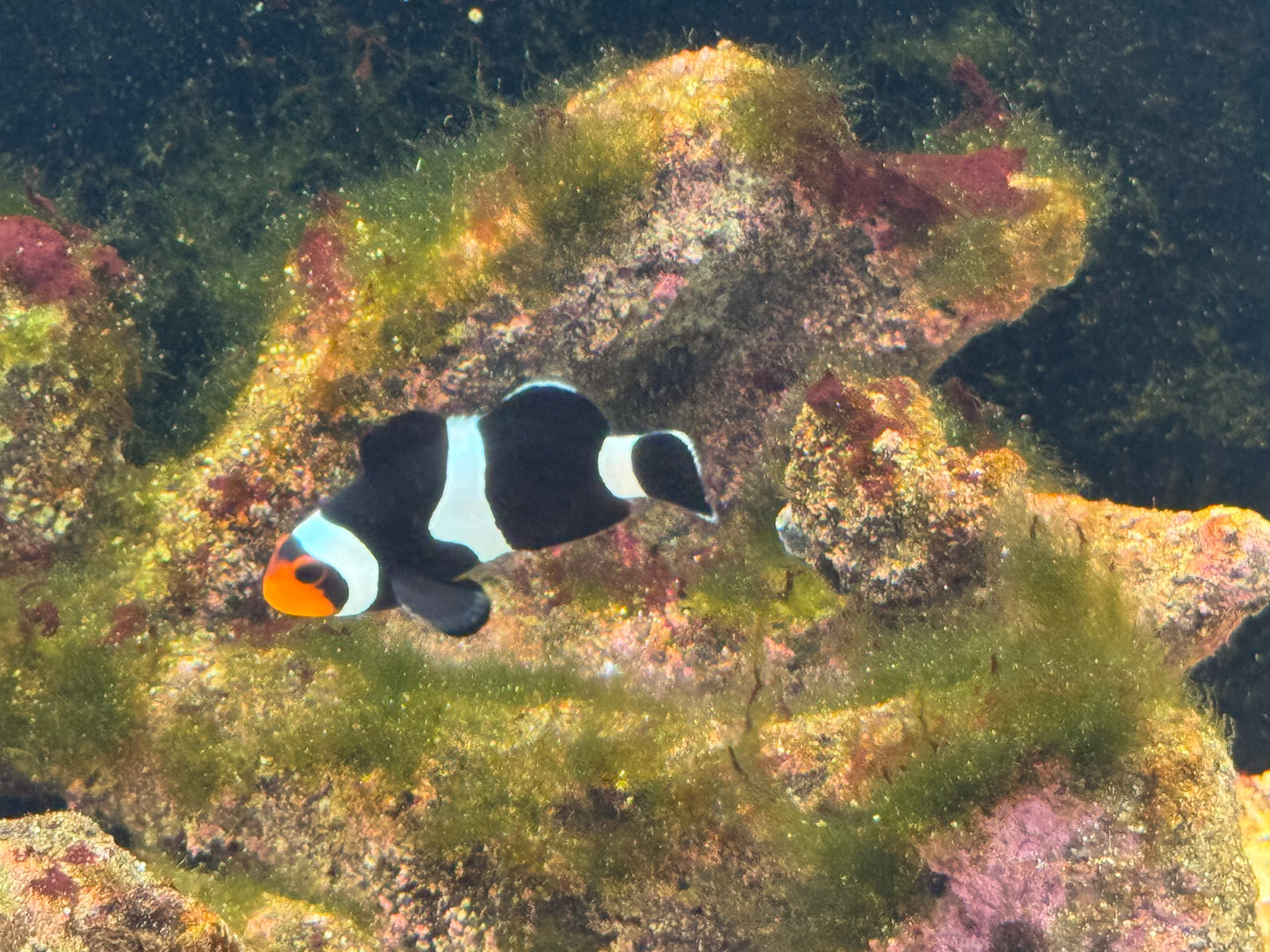 Black Ocellaris CB Clownfish WYSWYG