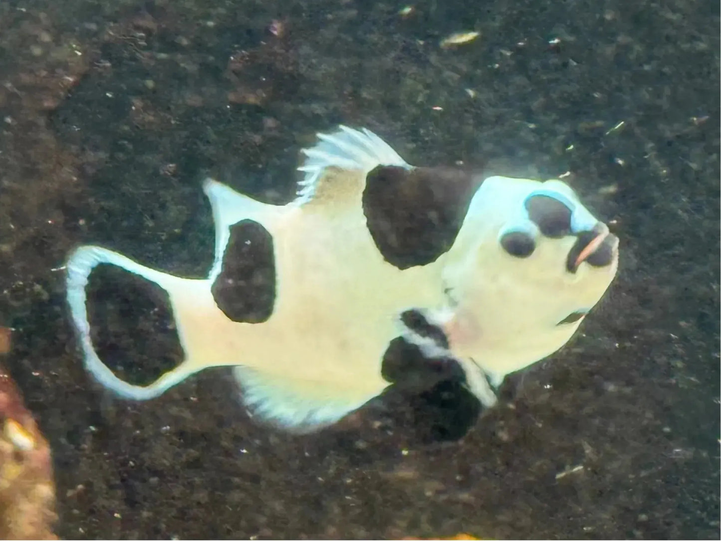 Black Storm Clownfish CB T21 Approx 2" WYSWYG