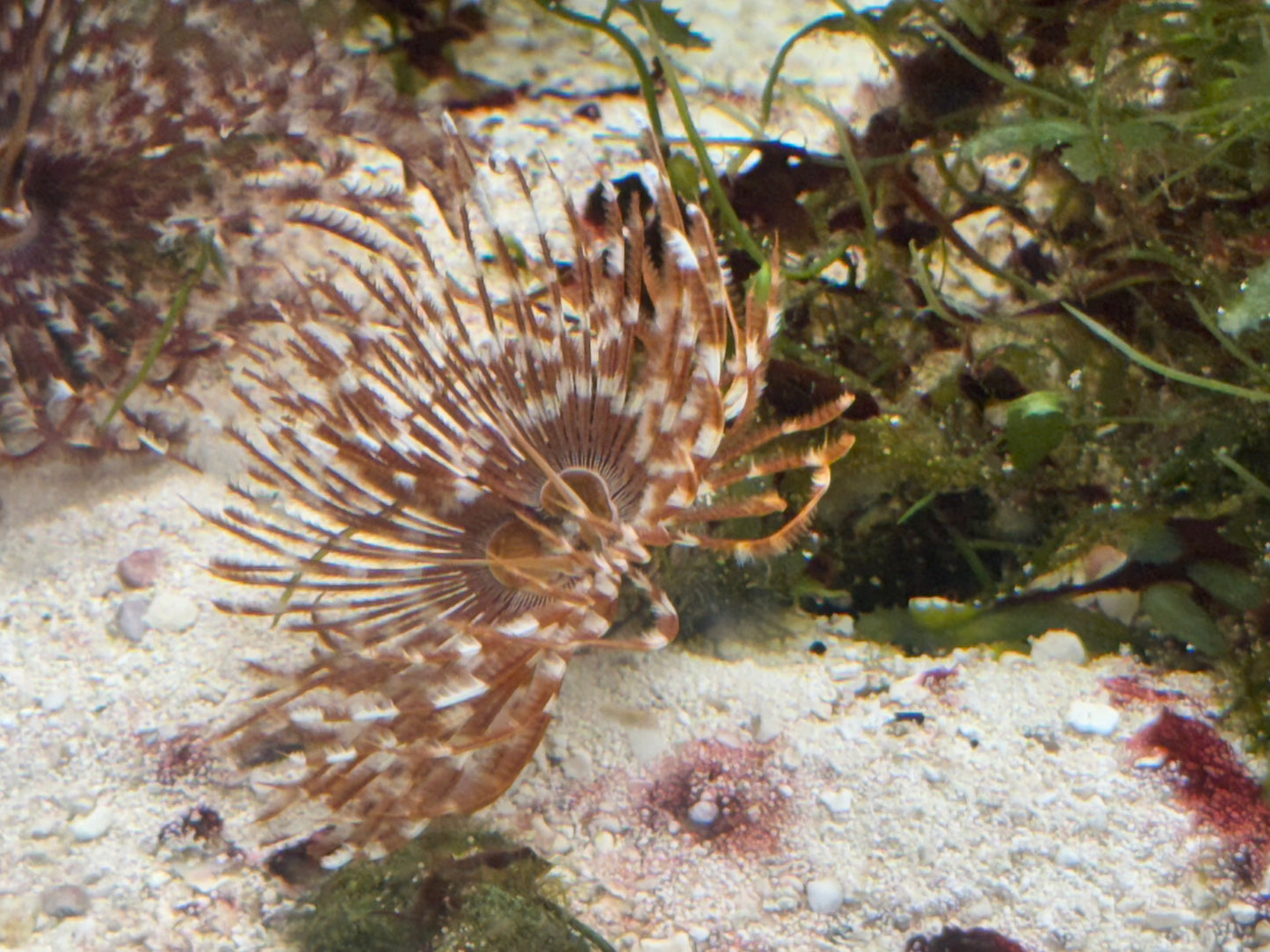 Feather Duster Magnificent Saltwater