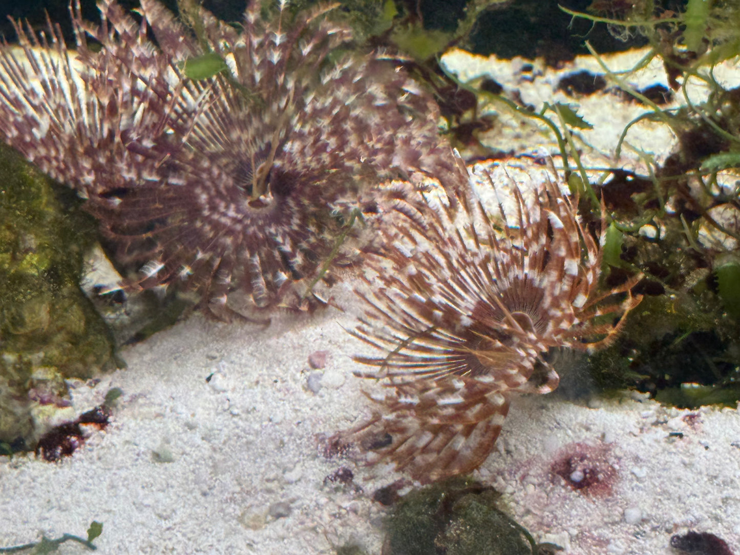Feather Duster Magnificent Saltwater